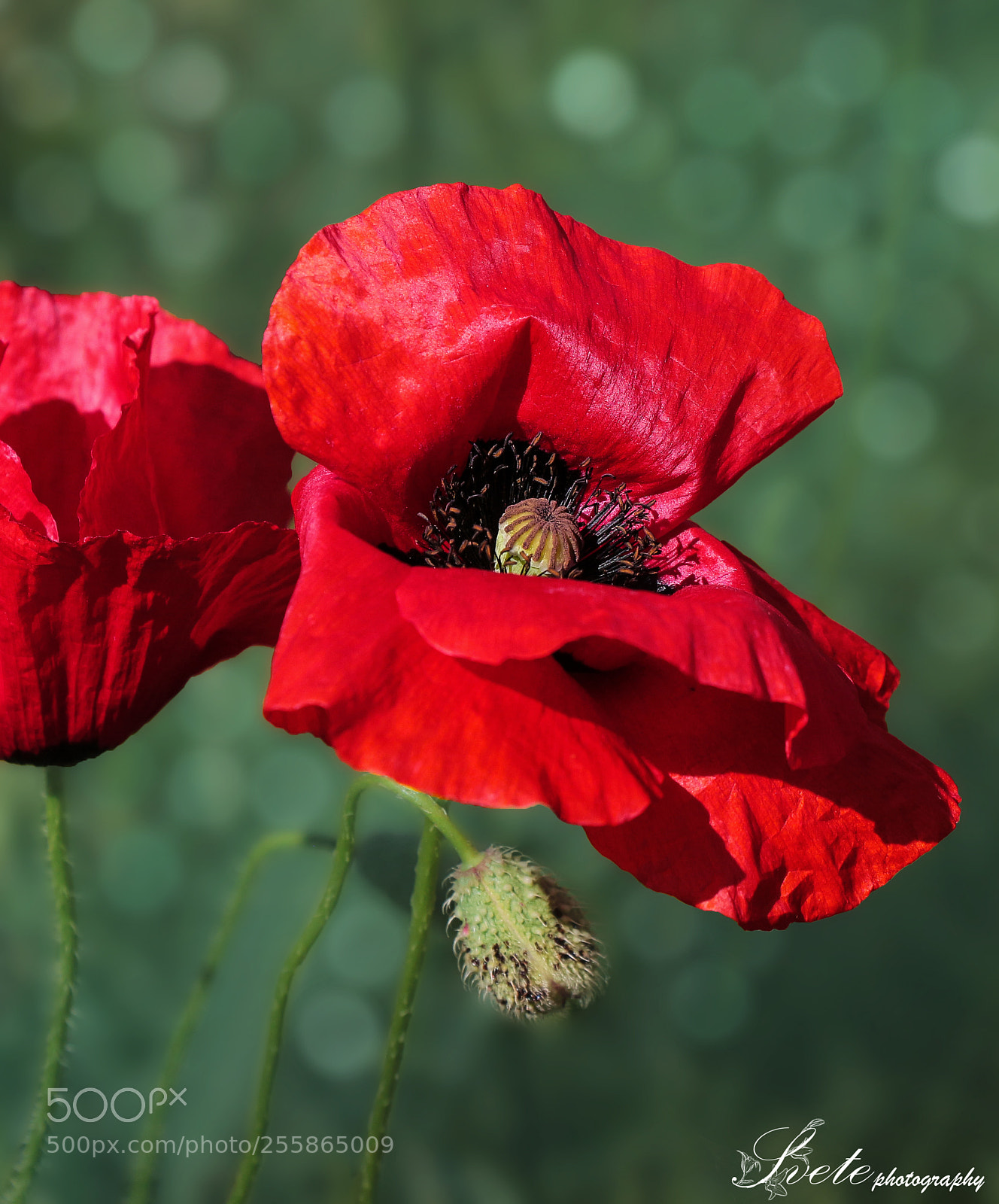 Canon EOS 700D (EOS Rebel T5i / EOS Kiss X7i) sample photo. Poppies time photography