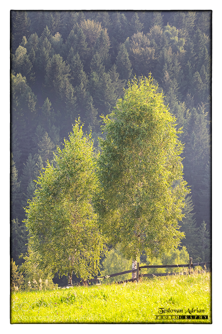 Canon EOS 7D Mark II sample photo. By your side photography