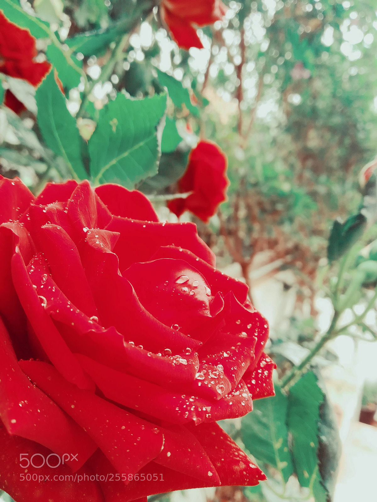 HUAWEI PRA-LX1 sample photo. Rose photography