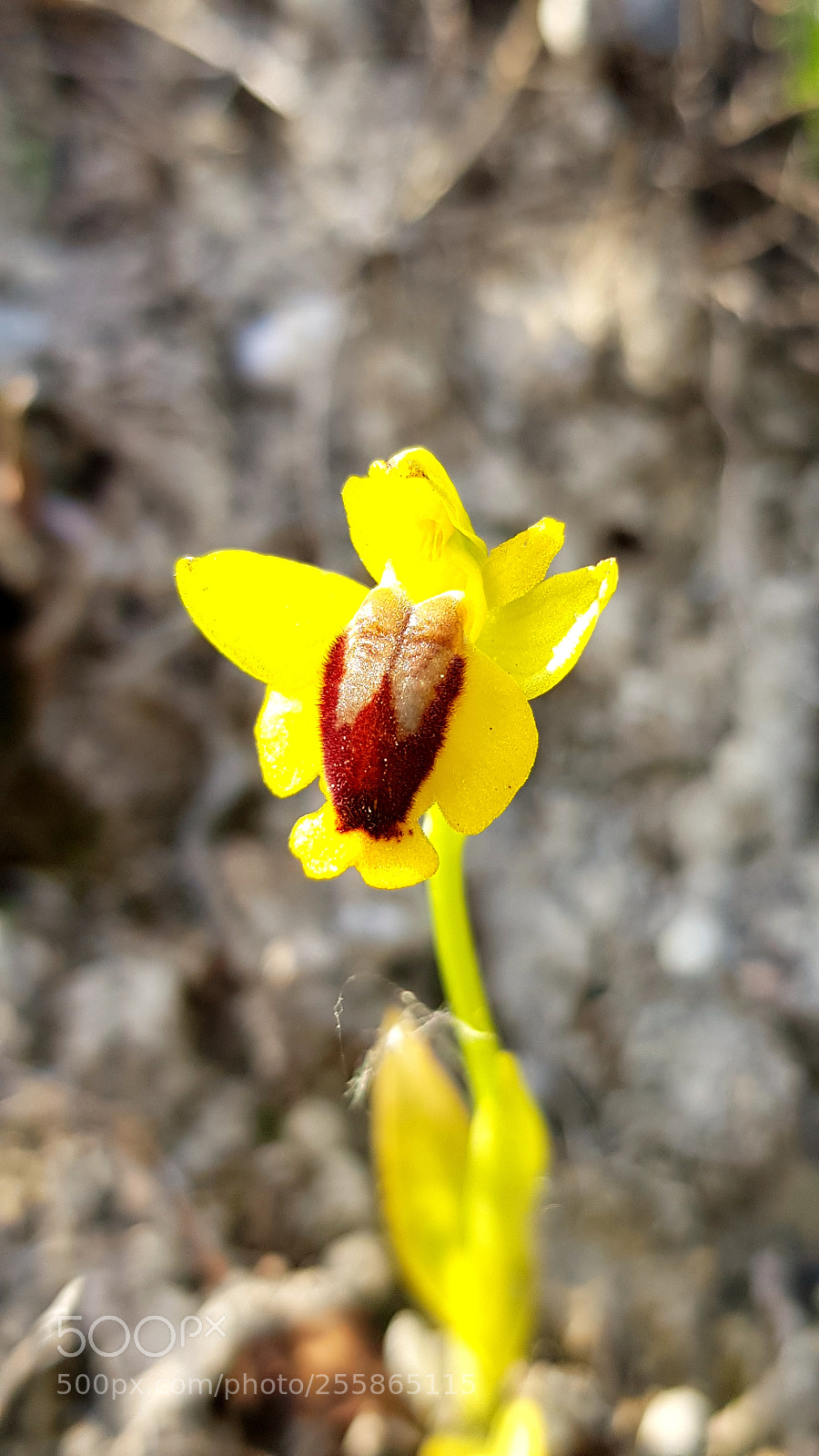 Samsung Galaxy S8 sample photo. Orchis jaune photography