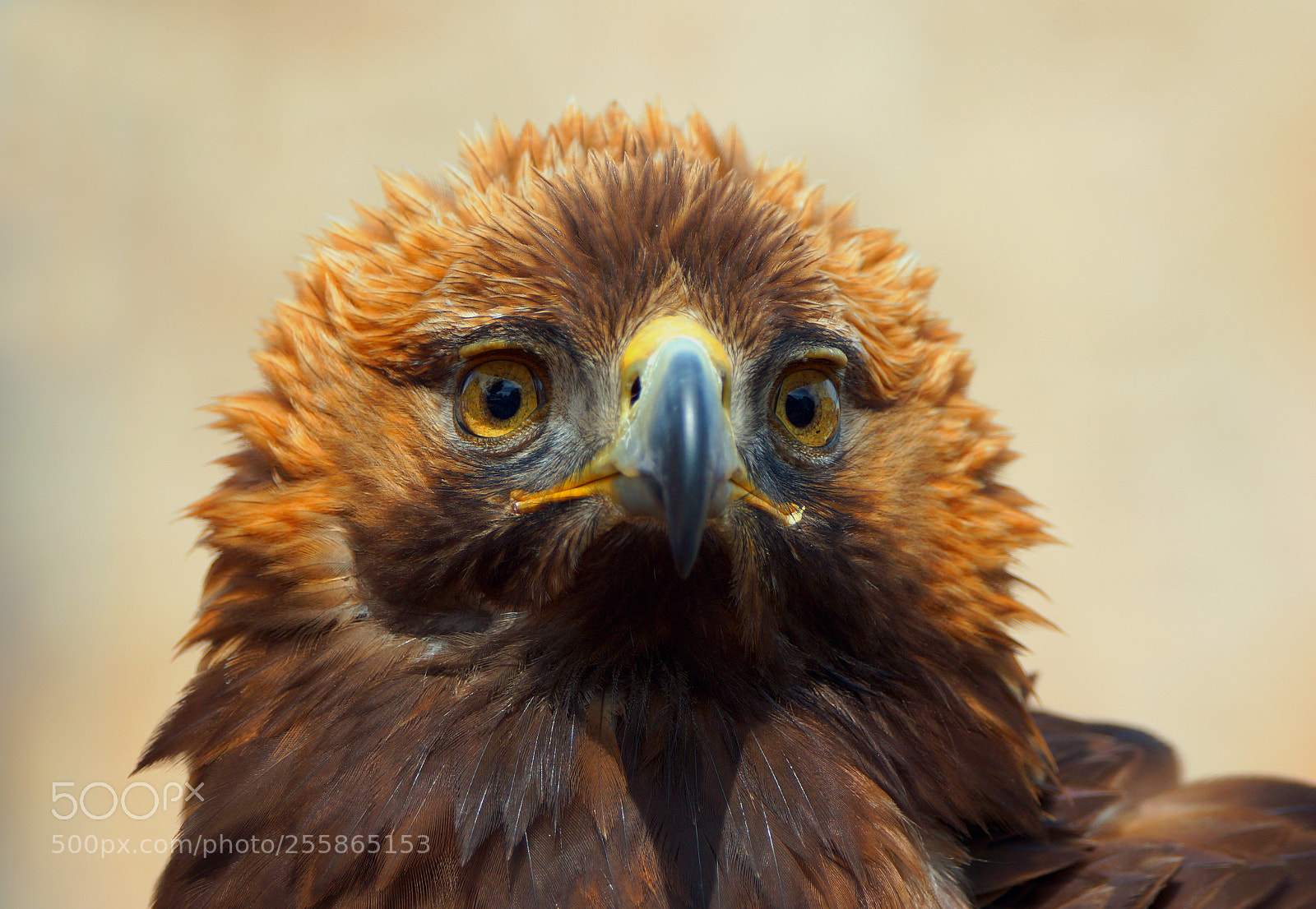 Sony SLT-A77 sample photo. Golden eagle photography