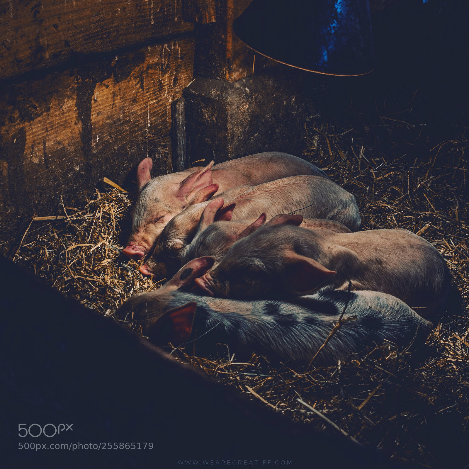 Sony a7R III sample photo. Blood brothers ;)
 photography
