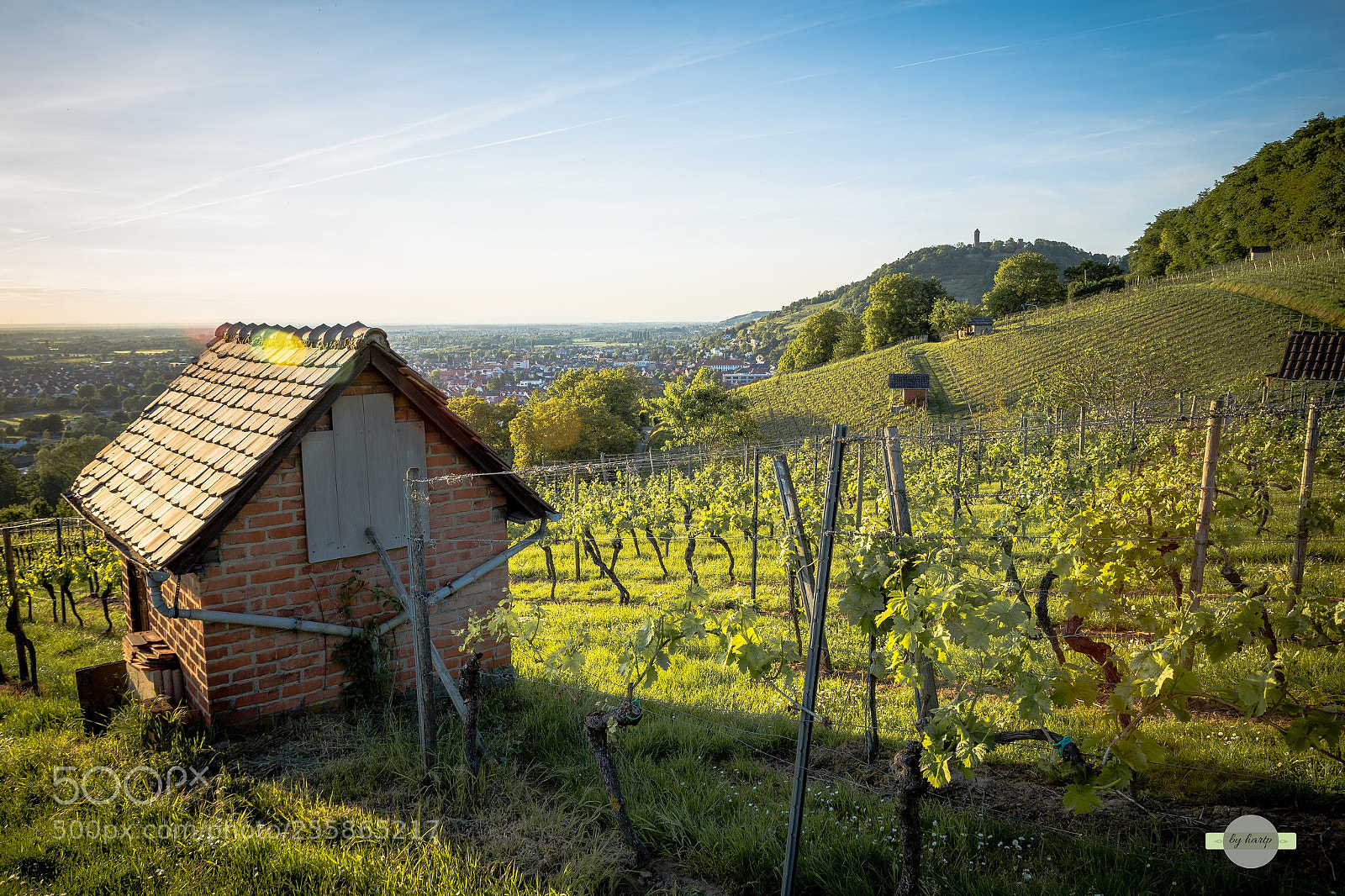 Nikon D7200 sample photo. Weinberge photography