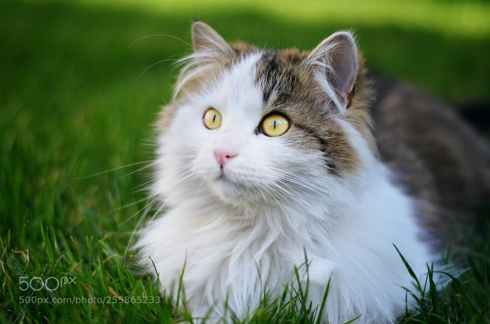 Nikon D5100 sample photo. Siggy photography