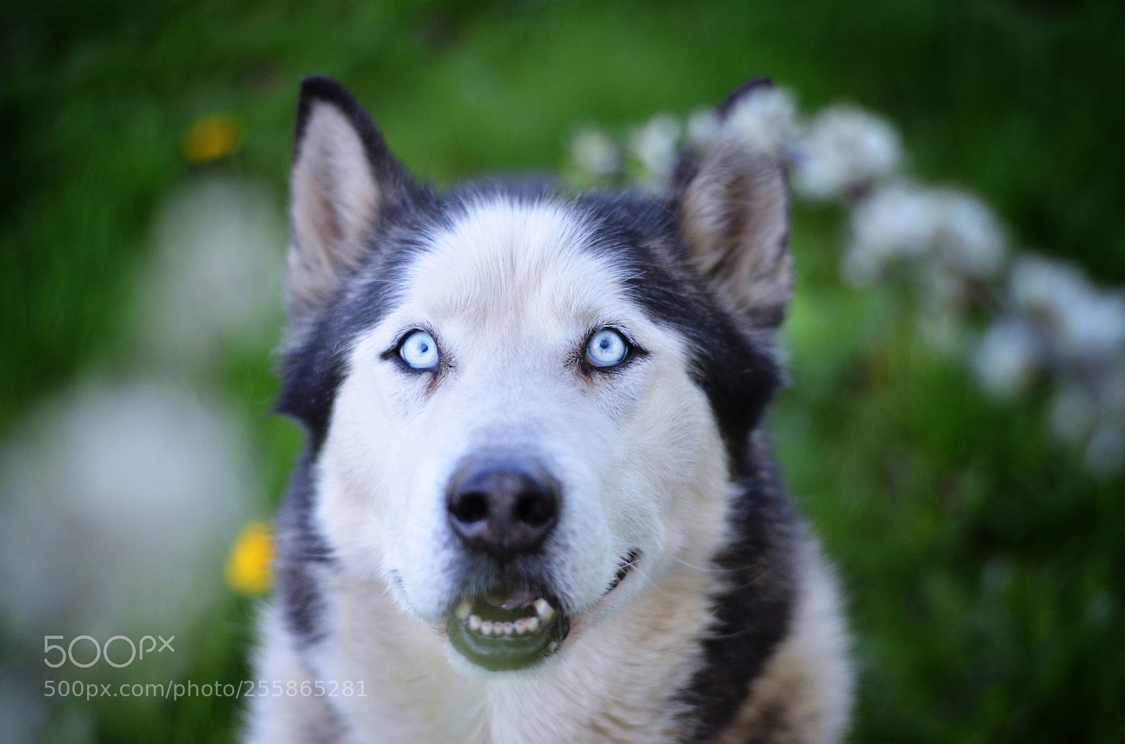 Nikon D5100 sample photo. Gino photography