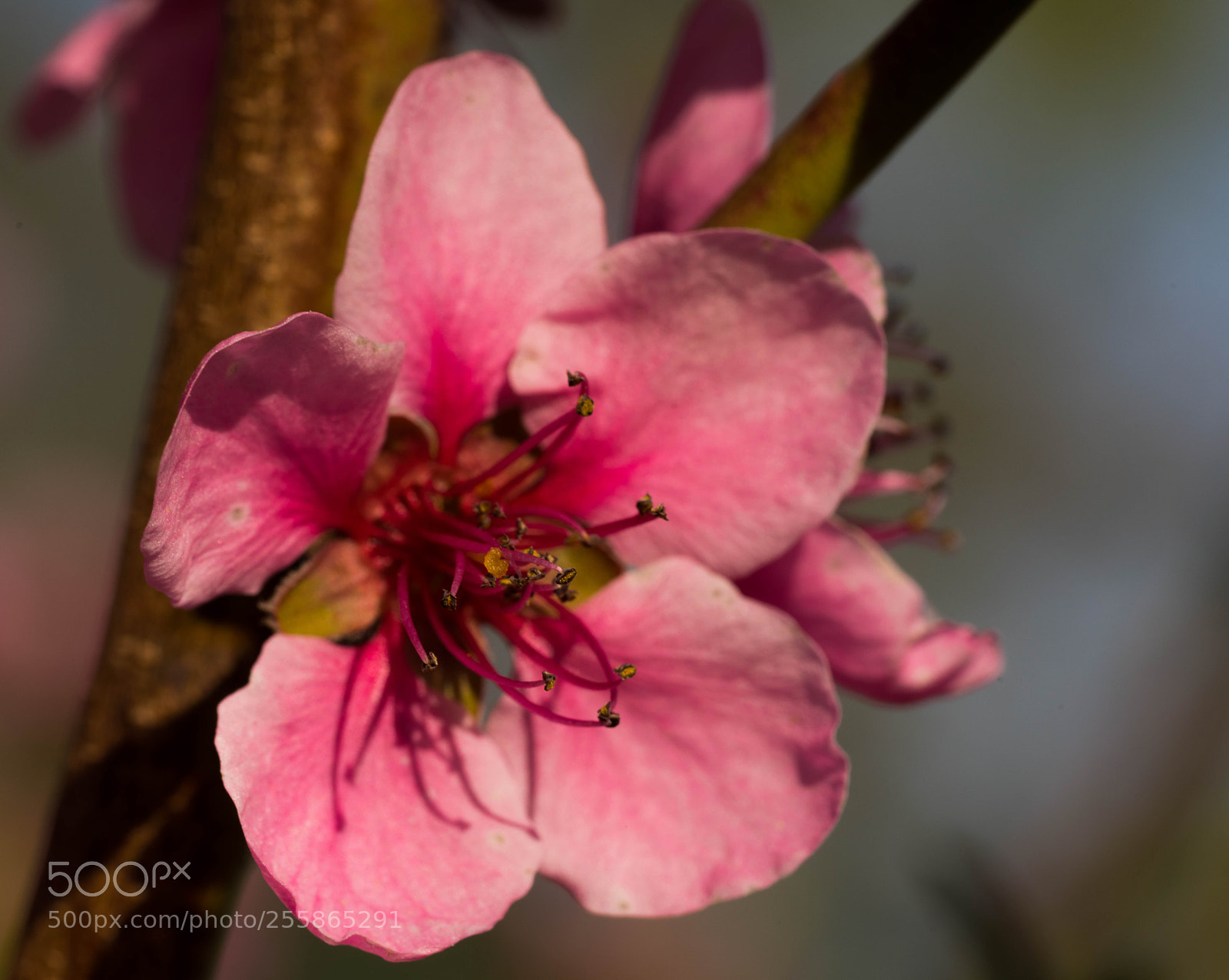 Sony a7R III sample photo. One of beauty photography