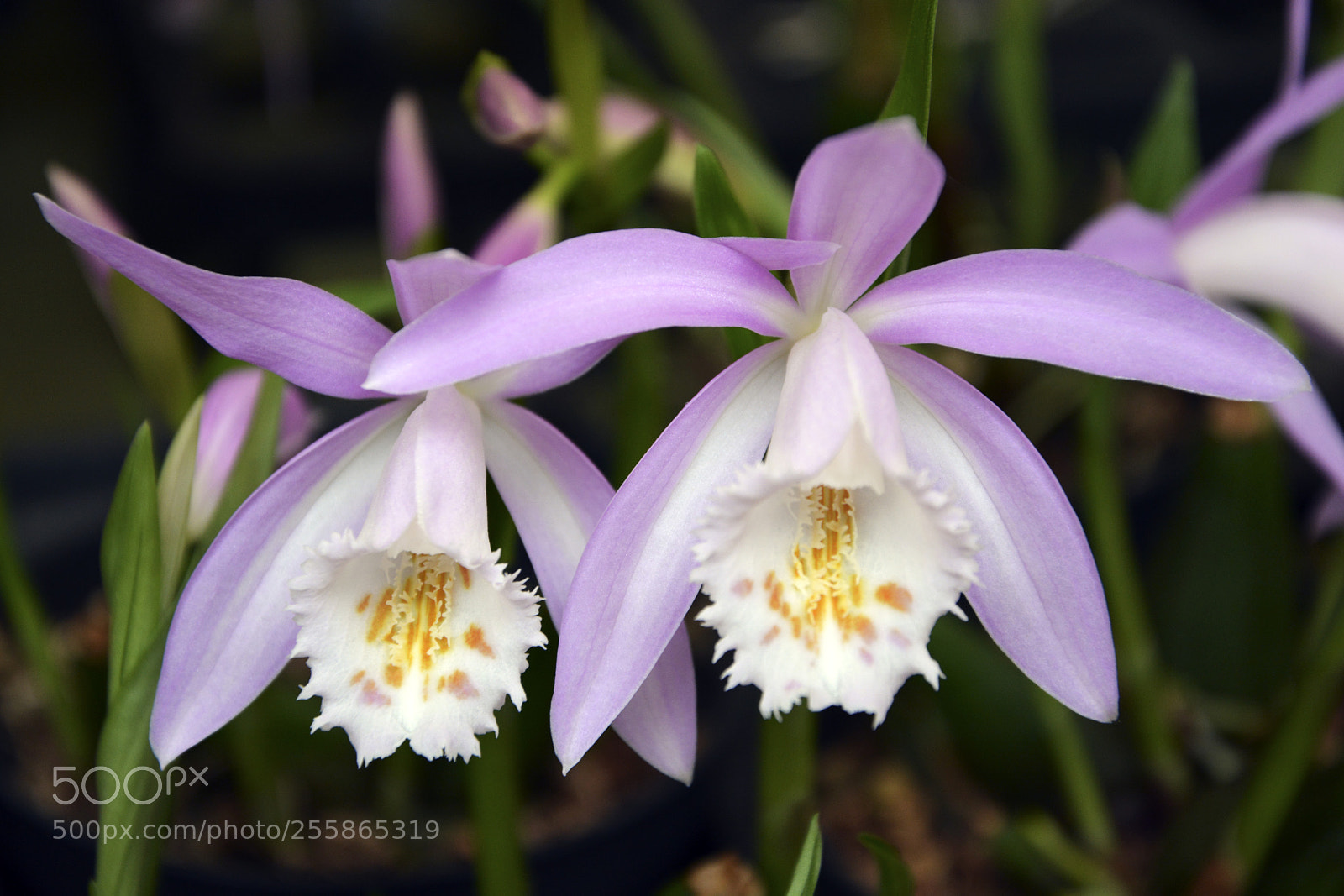 Nikon D5200 sample photo. Twins photography