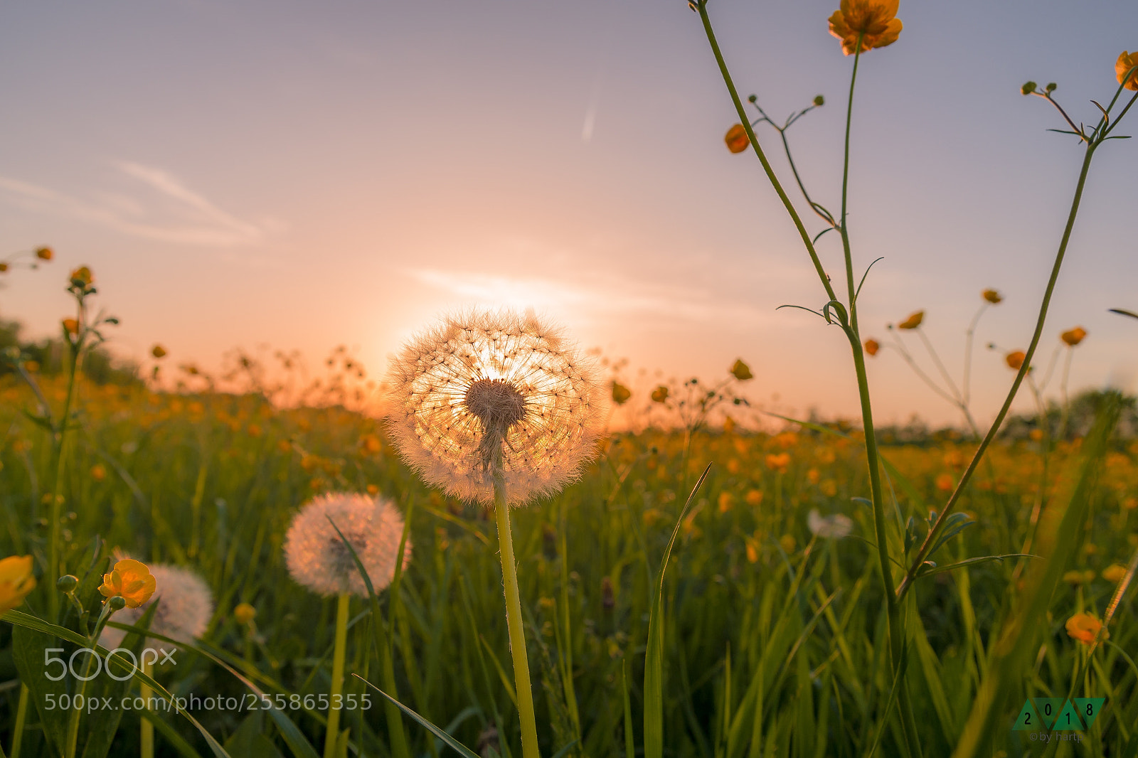 Nikon D7200 sample photo. Pusteblume photography