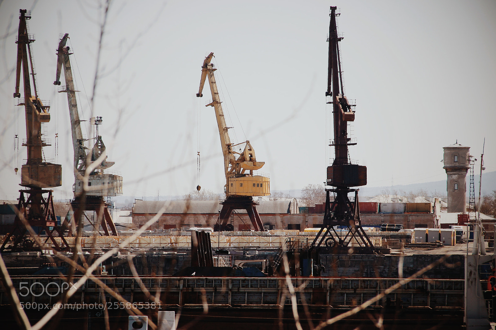 Canon EOS 600D (Rebel EOS T3i / EOS Kiss X5) sample photo. Giraffes photography