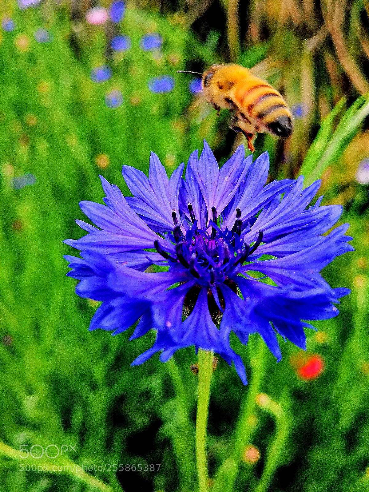 HUAWEI Honor 10 sample photo. Flying bee photography