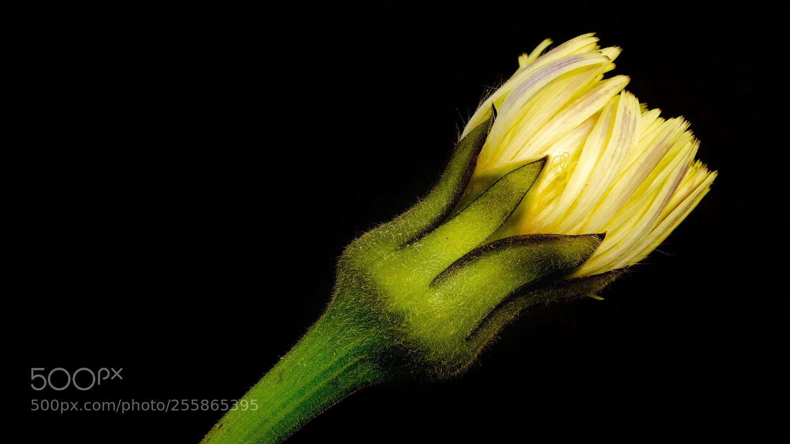 Nikon D5100 sample photo. Quasi pronto photography