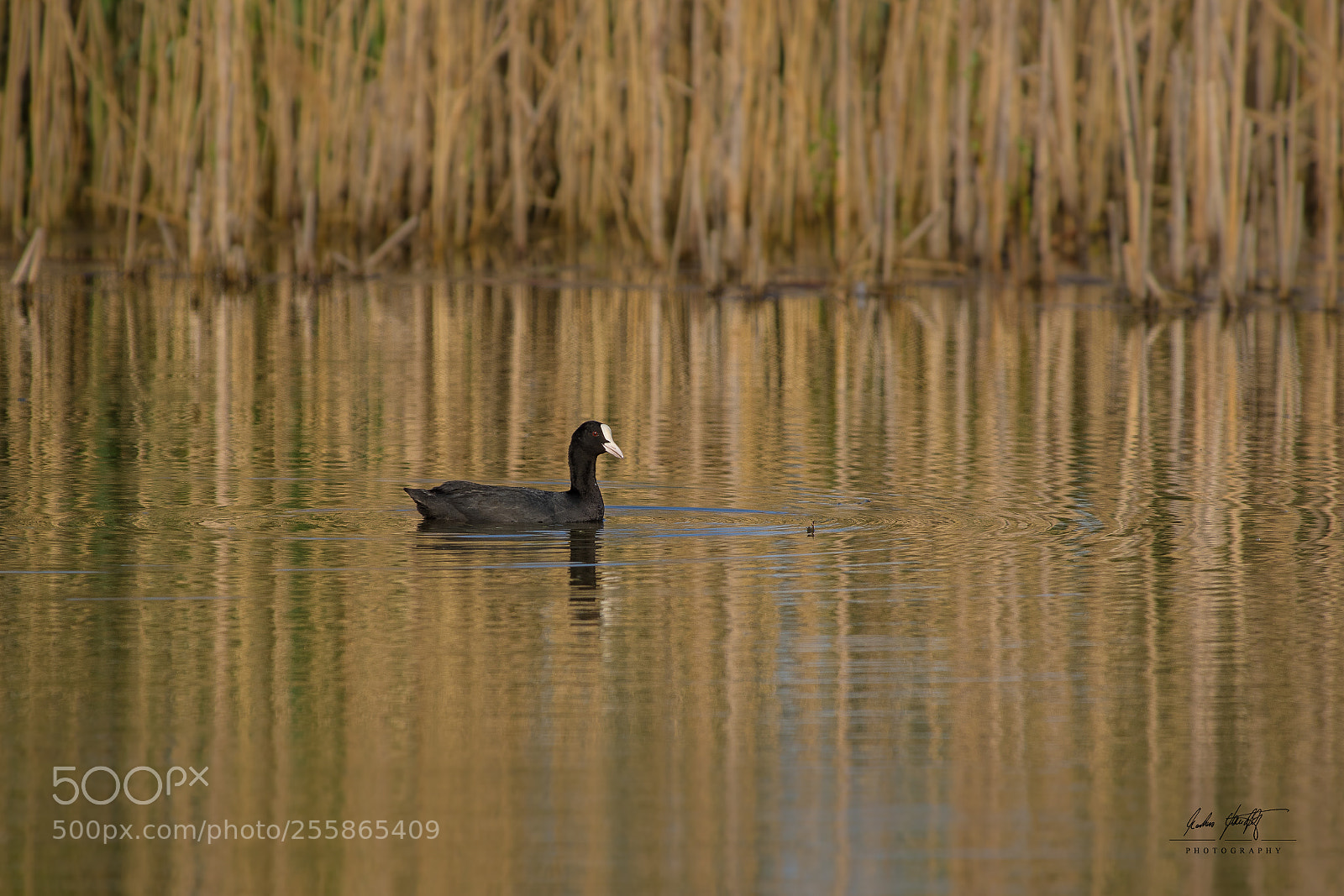 Pentax K-3 II sample photo. Coot / blässhuhn photography