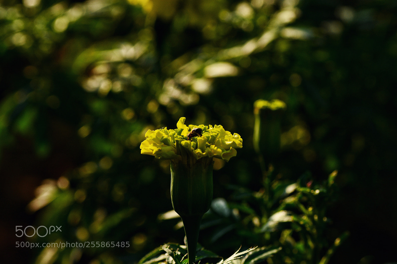 Nikon D7100 sample photo. Untitled photography