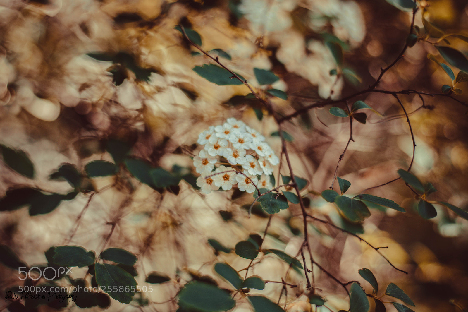 Nikon D7100 sample photo. 0_o photography