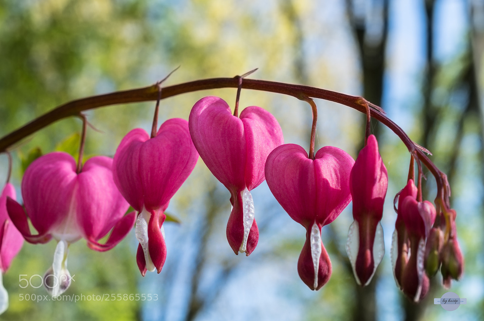 Nikon D3200 sample photo. Frühlingsliebe photography