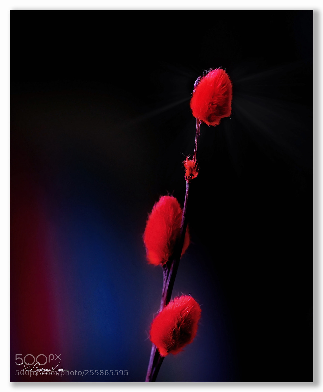 Fujifilm X-H1 sample photo. Red ..... photography