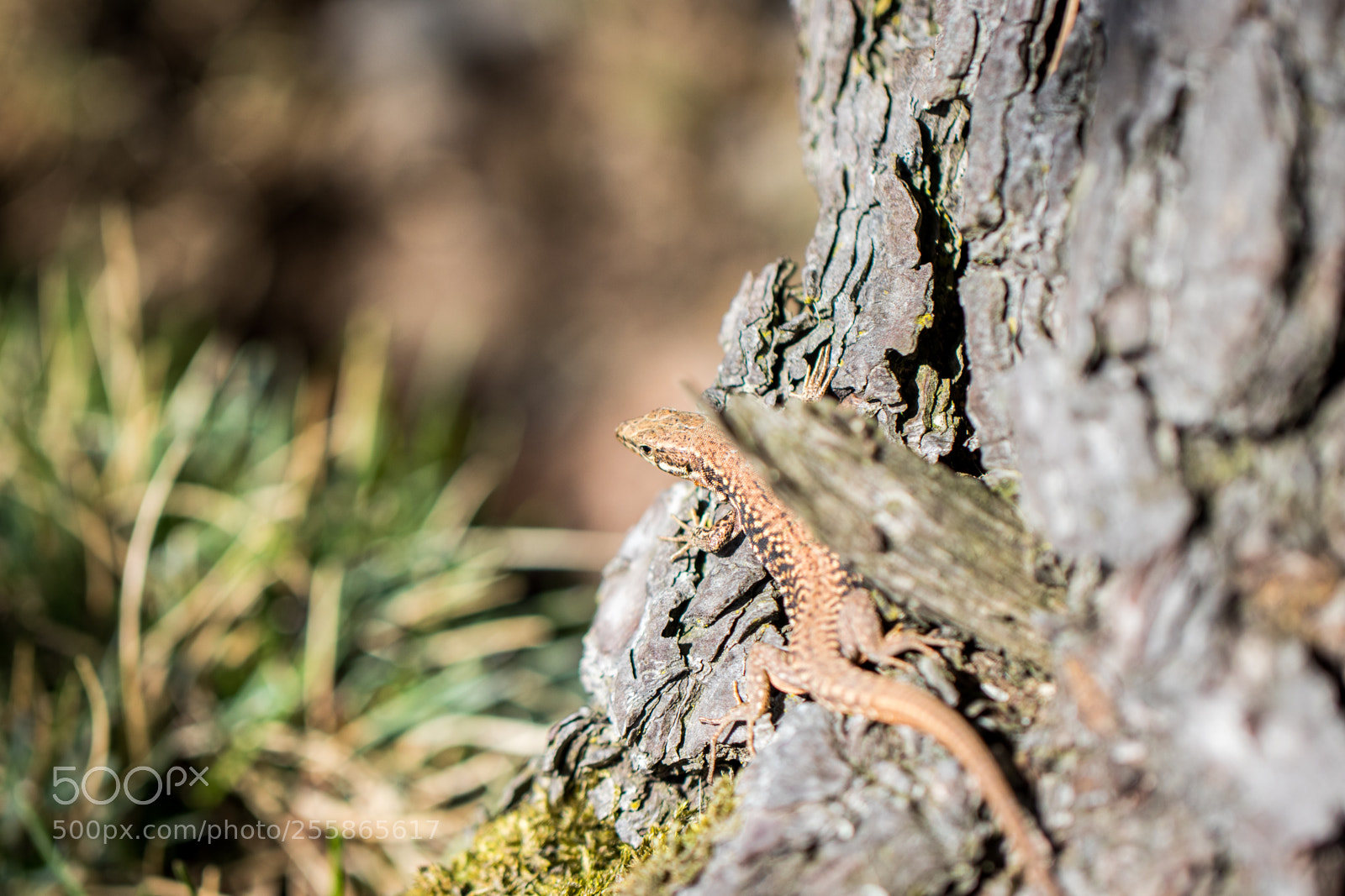 Canon EOS 80D sample photo. Lizard on a tree photography