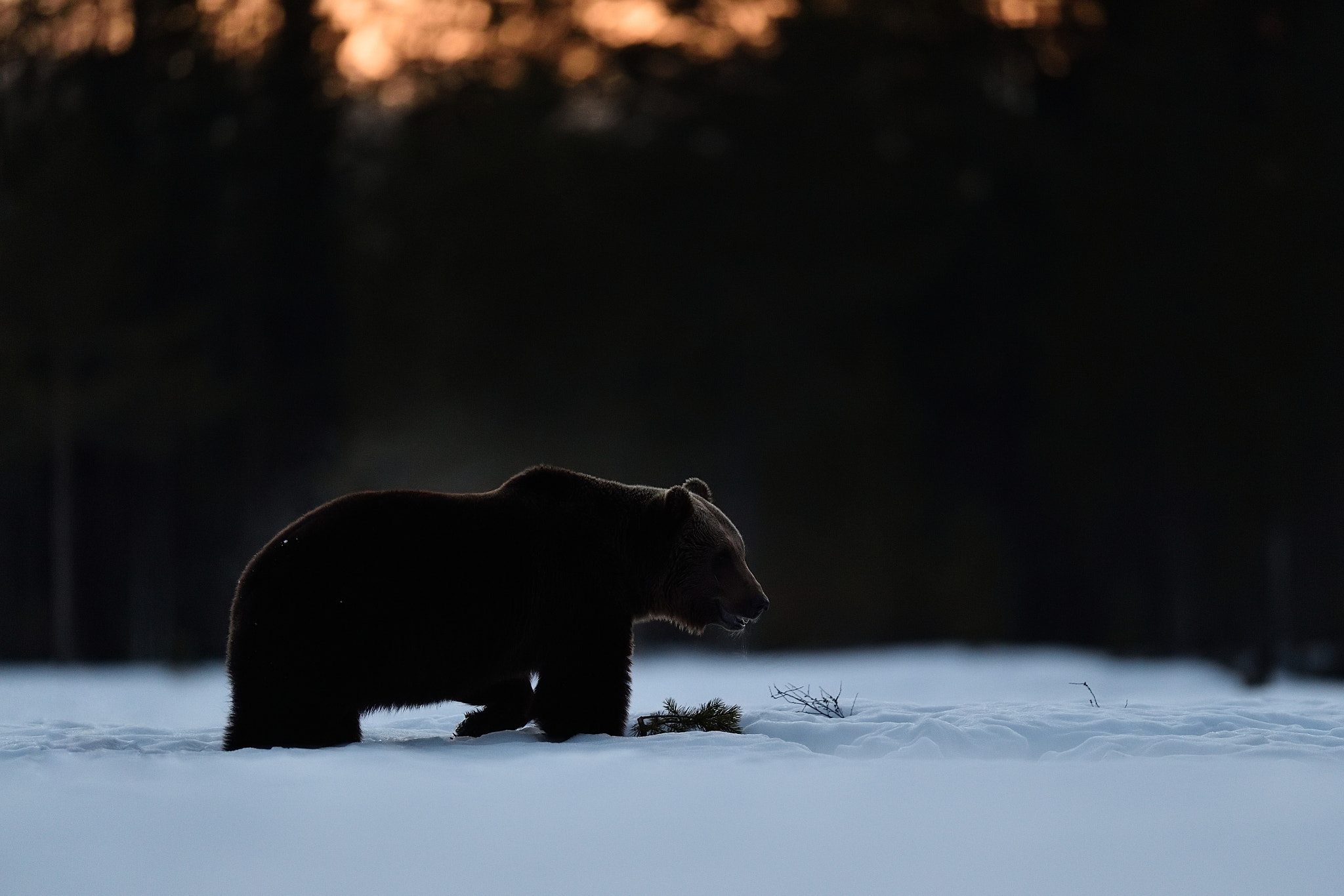 Nikon AF-S Nikkor 400mm F2.8G ED VR II sample photo. Brown bear walking on snow at sunset photography