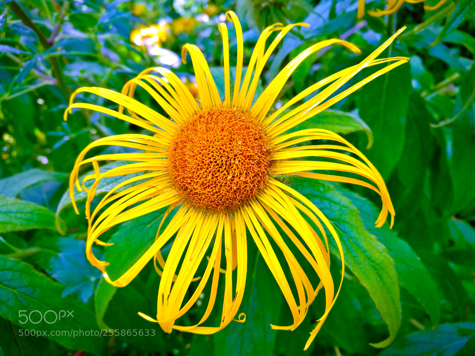 HUAWEI P9 sample photo. Yellow flower photography