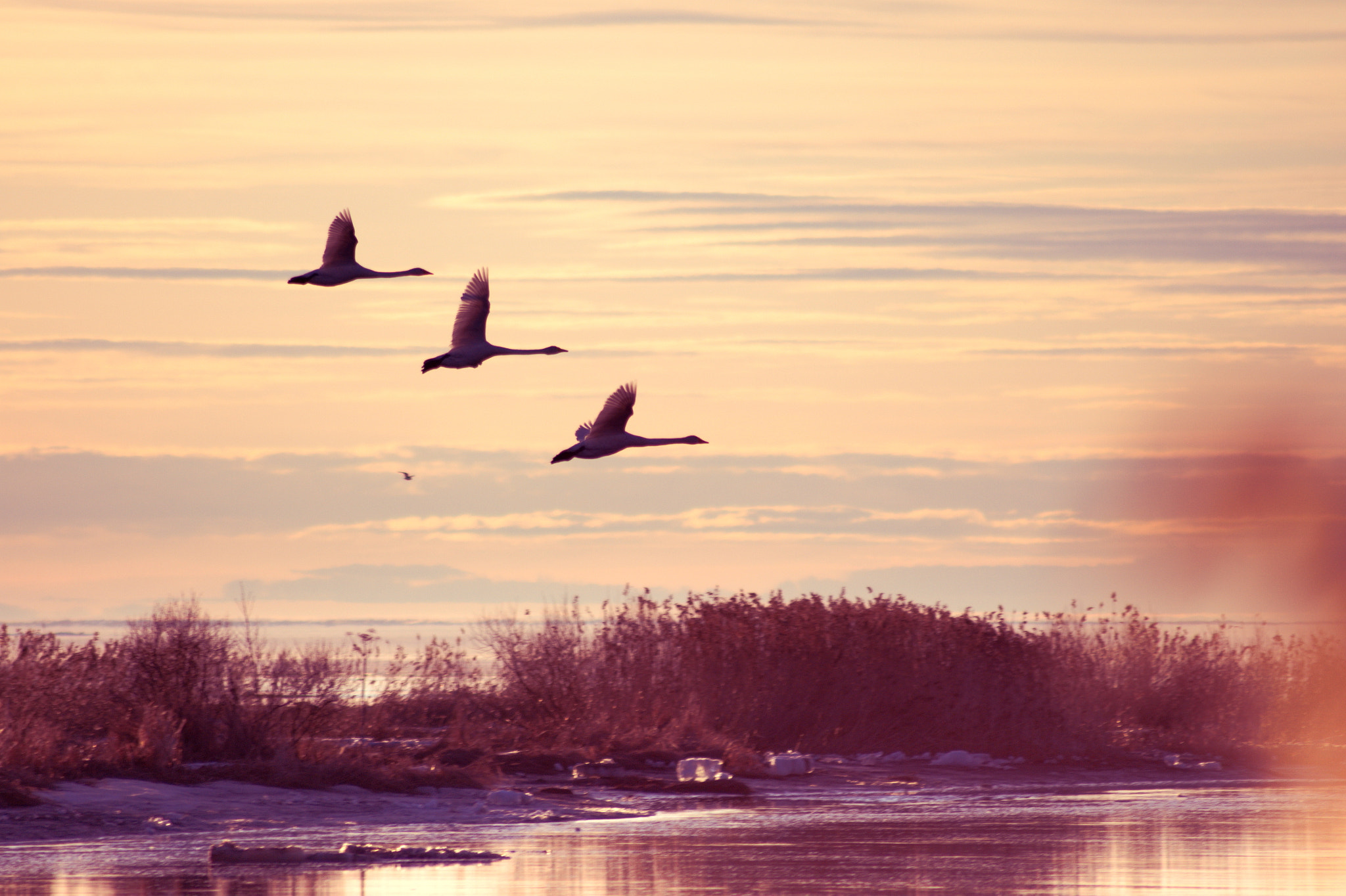 Tamron AF 70-300mm F4-5.6 LD Macro 1:2 sample photo. Big birds, landing photography