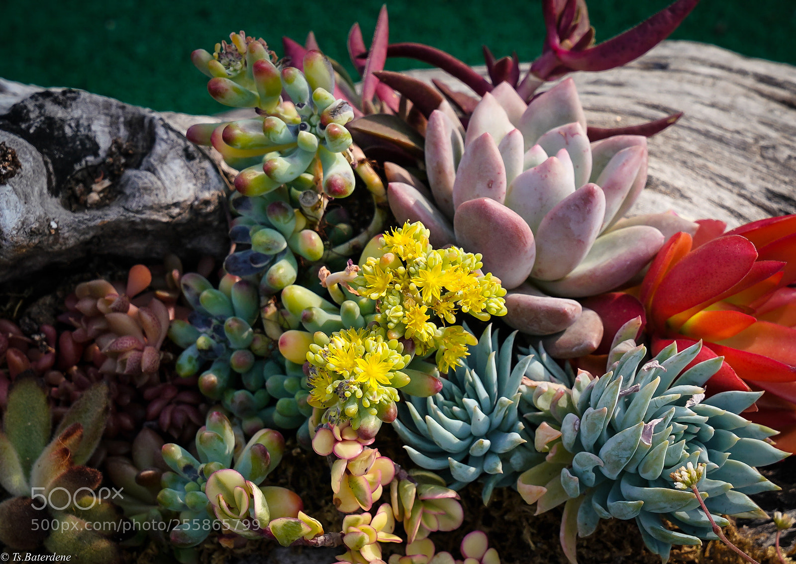 Sony a7R III sample photo. Untitled photography