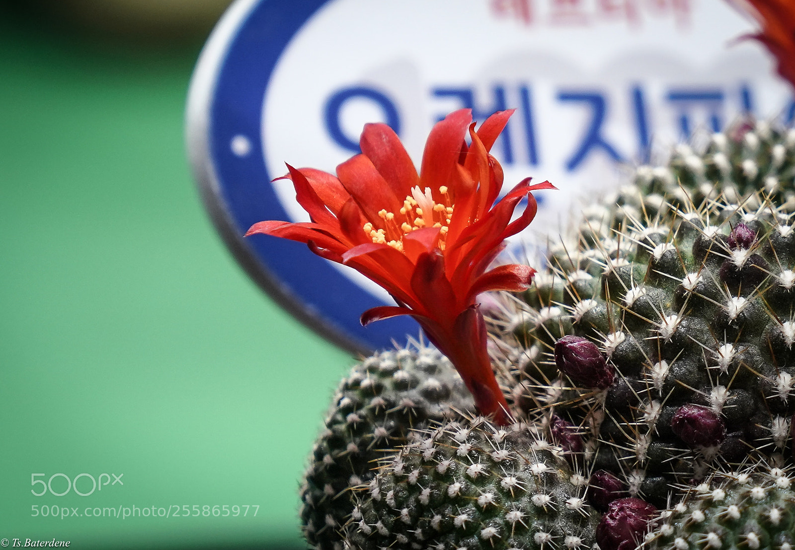 Sony a7R III sample photo. Untitled photography