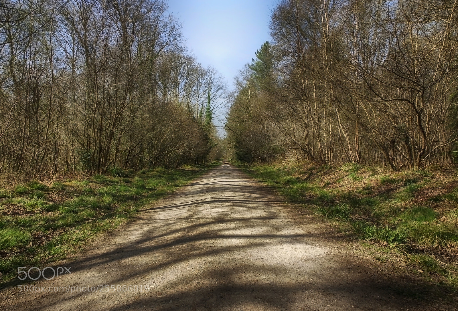 Pentax K-3 II sample photo. Into the woods photography