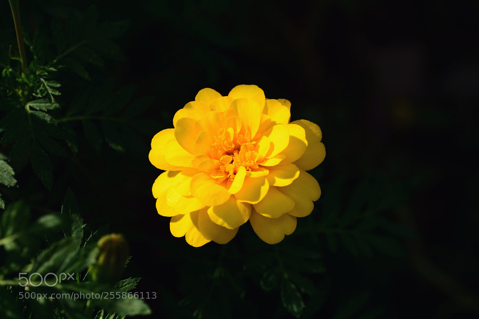Nikon D7100 sample photo. Untitled photography
