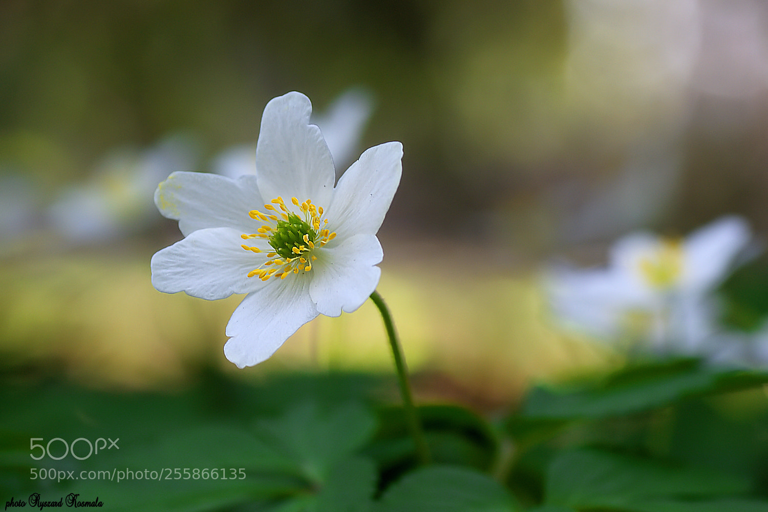 Sony Alpha DSLR-A300 sample photo. Wood anemone photography