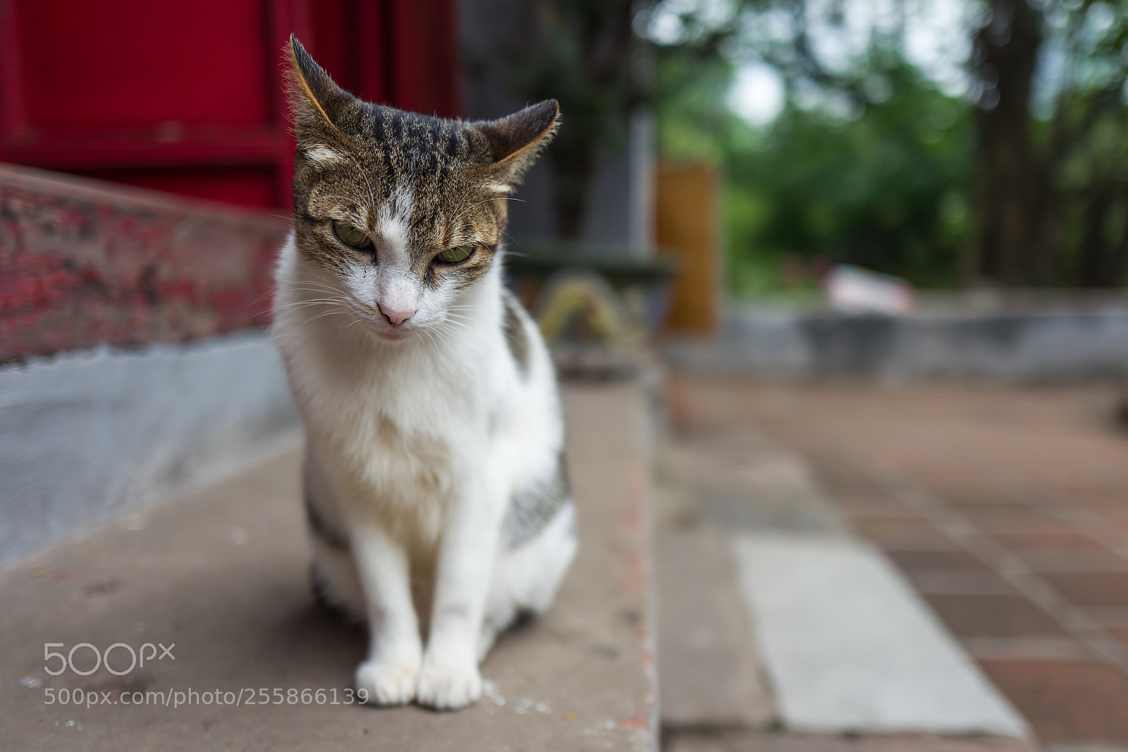 Leica Q (Typ 116) sample photo. A street cat in photography