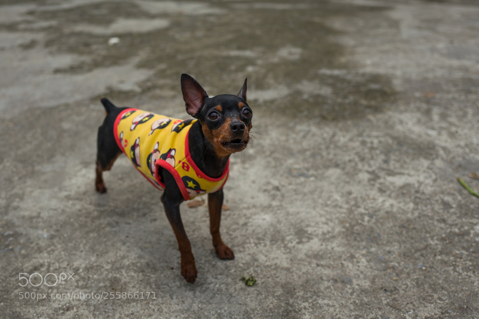 Leica Q (Typ 116) sample photo. A street dog in photography