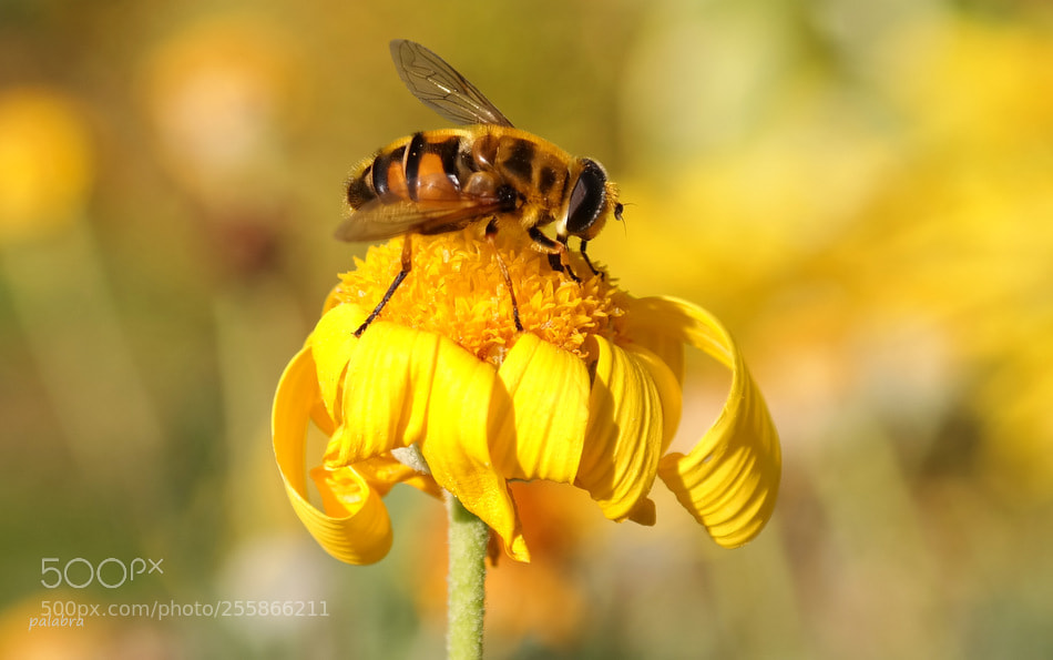 Samsung NX300 sample photo. ... photography