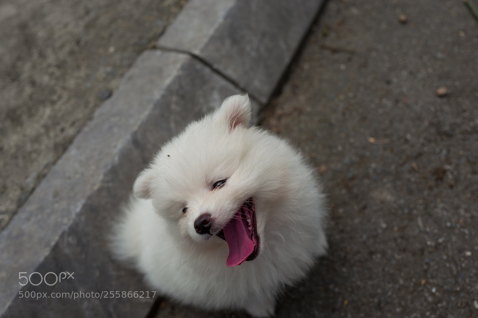 Leica Q (Typ 116) sample photo. A street dog in photography