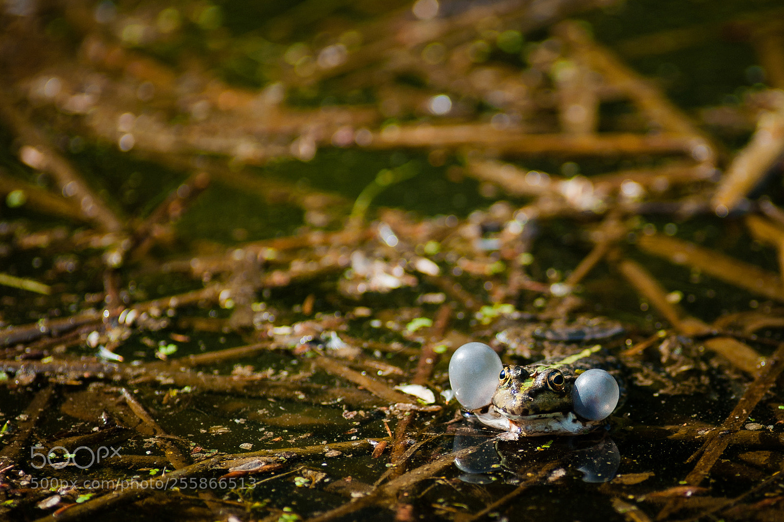 Nikon D700 sample photo. Froggy photography