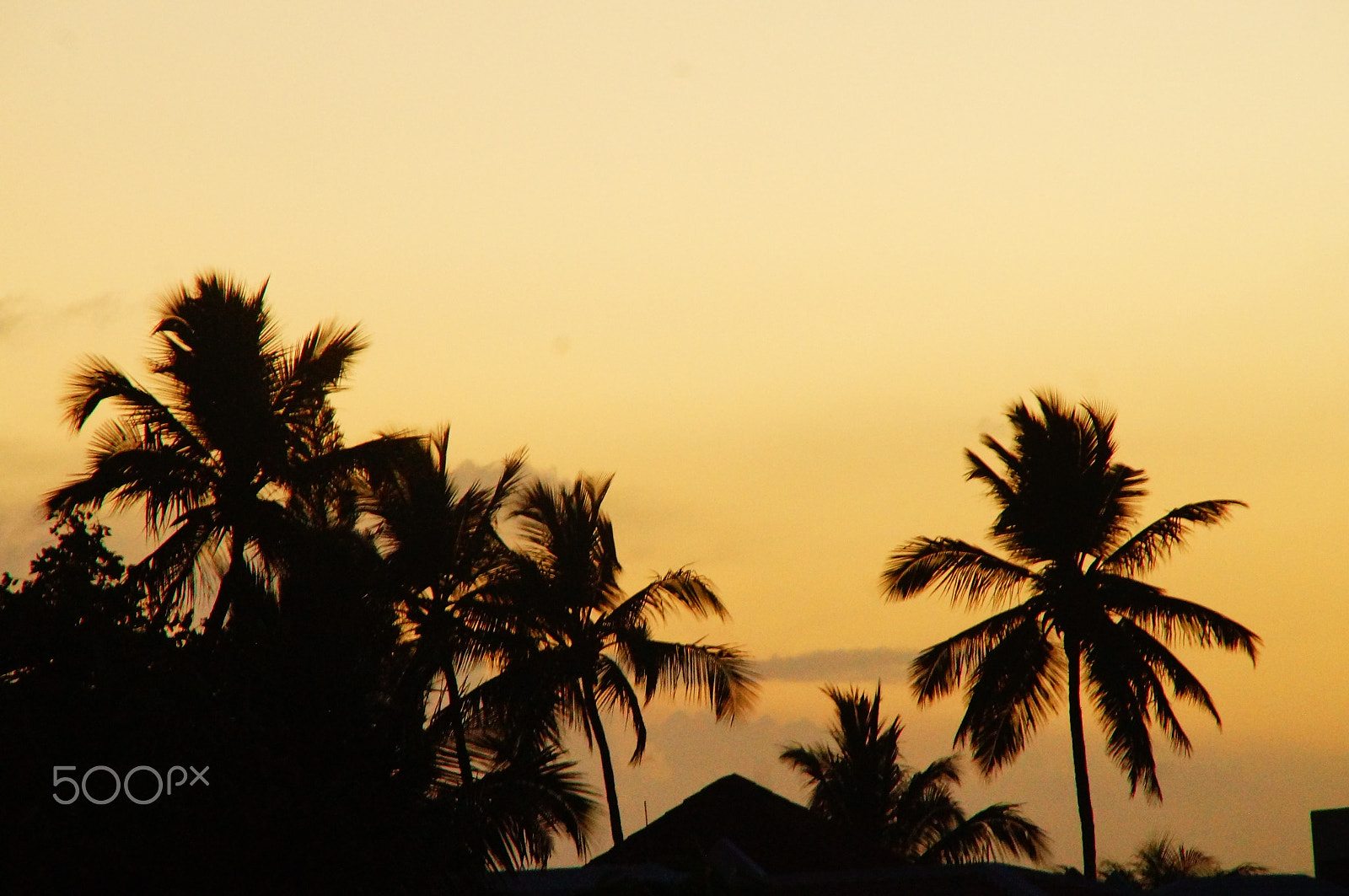 Sony SLT-A37 sample photo. Palmtrees at dusk photography