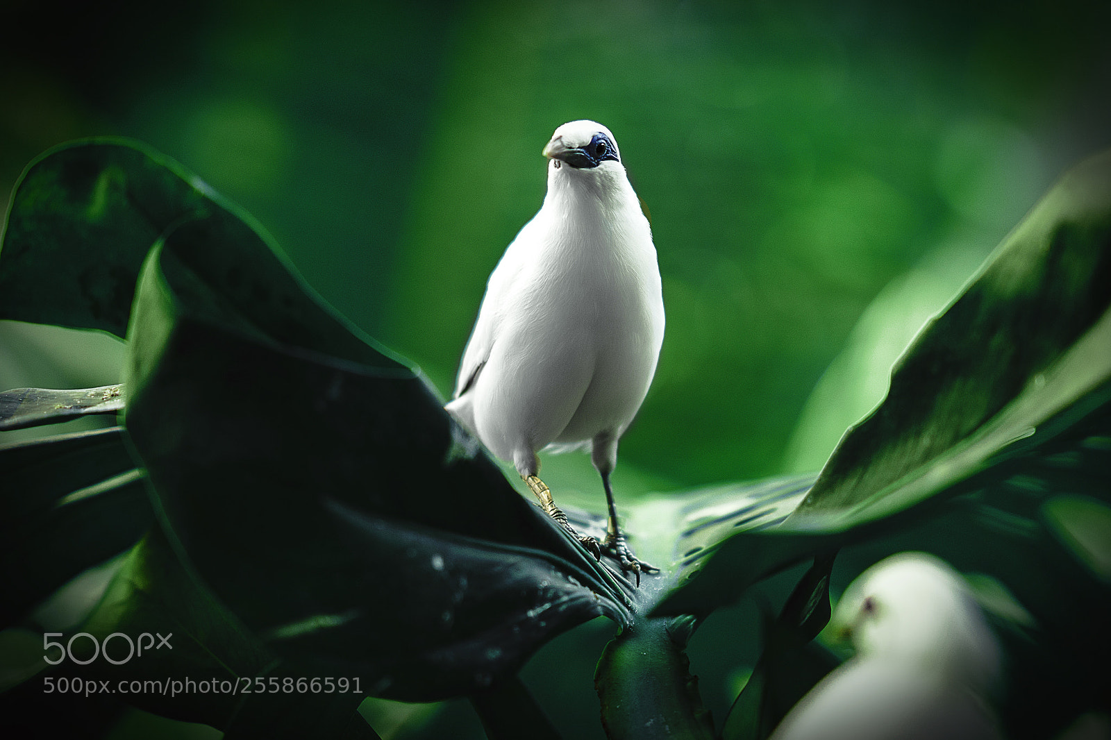 Sony a7 II sample photo. Like a bird on photography