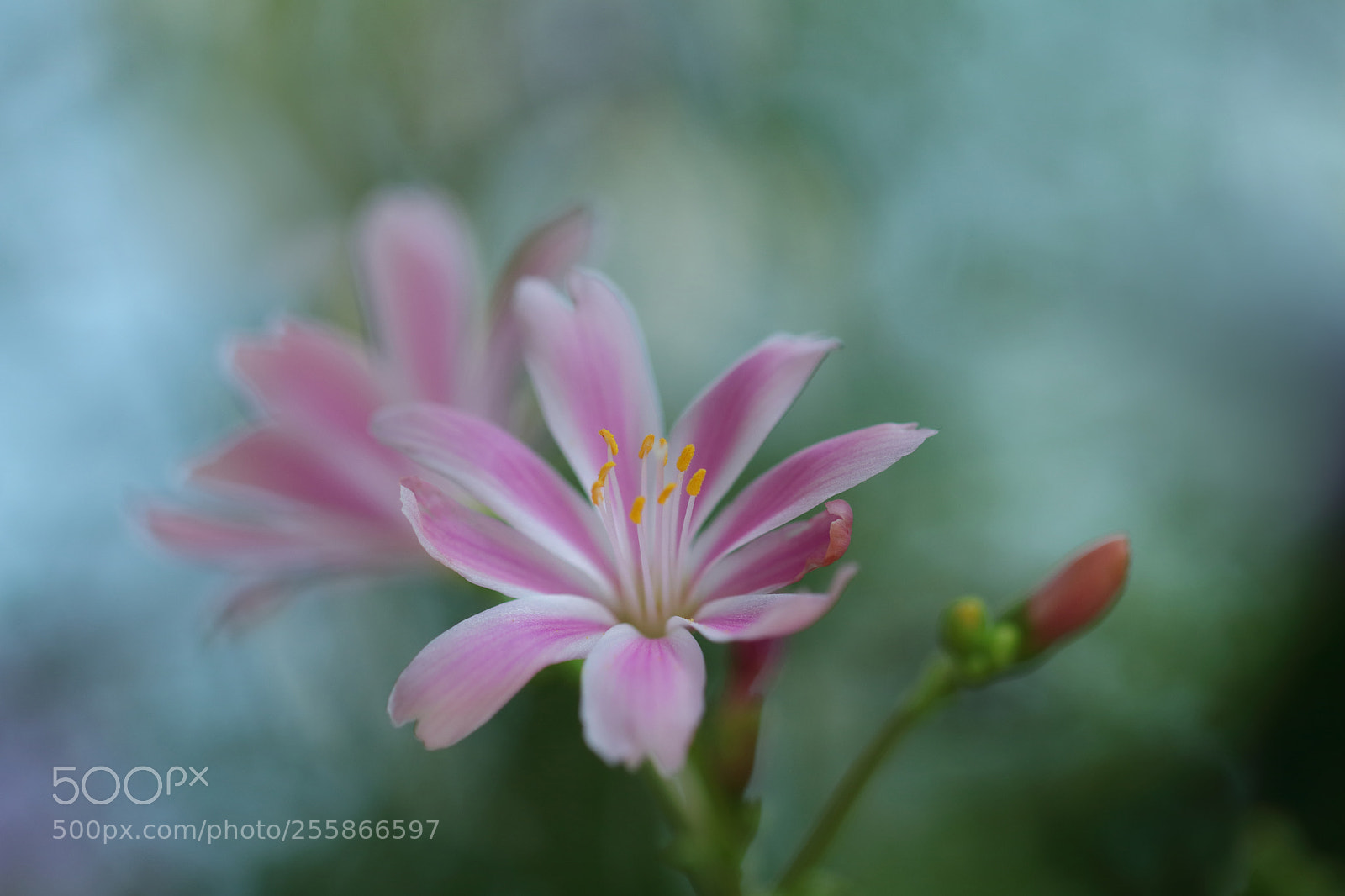 Canon EOS 80D sample photo. Untitled photography