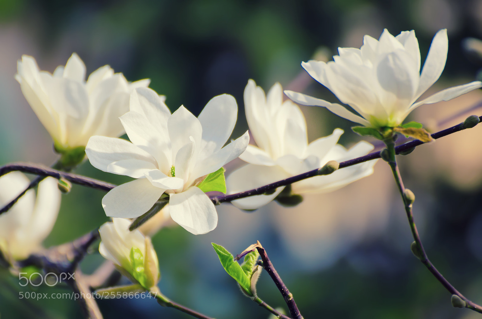 Nikon D7000 sample photo. Magnolia spring flowers photography