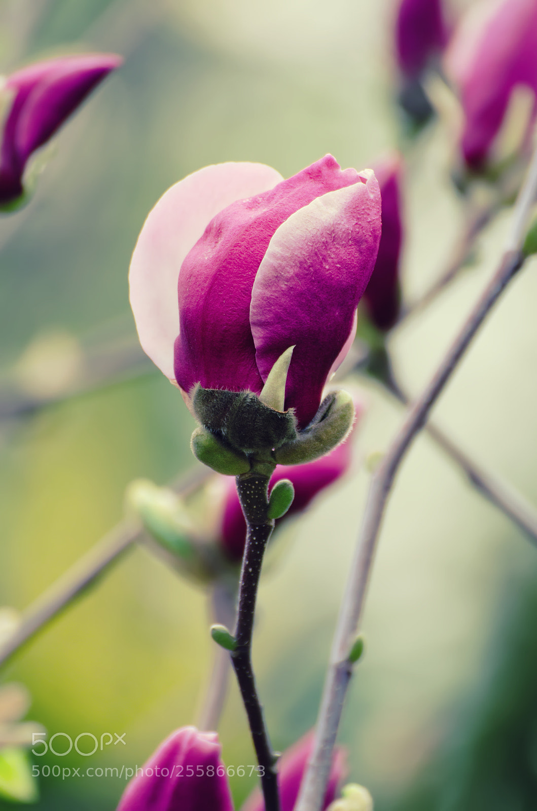 Nikon D7000 sample photo. Magnolia flower bud photography