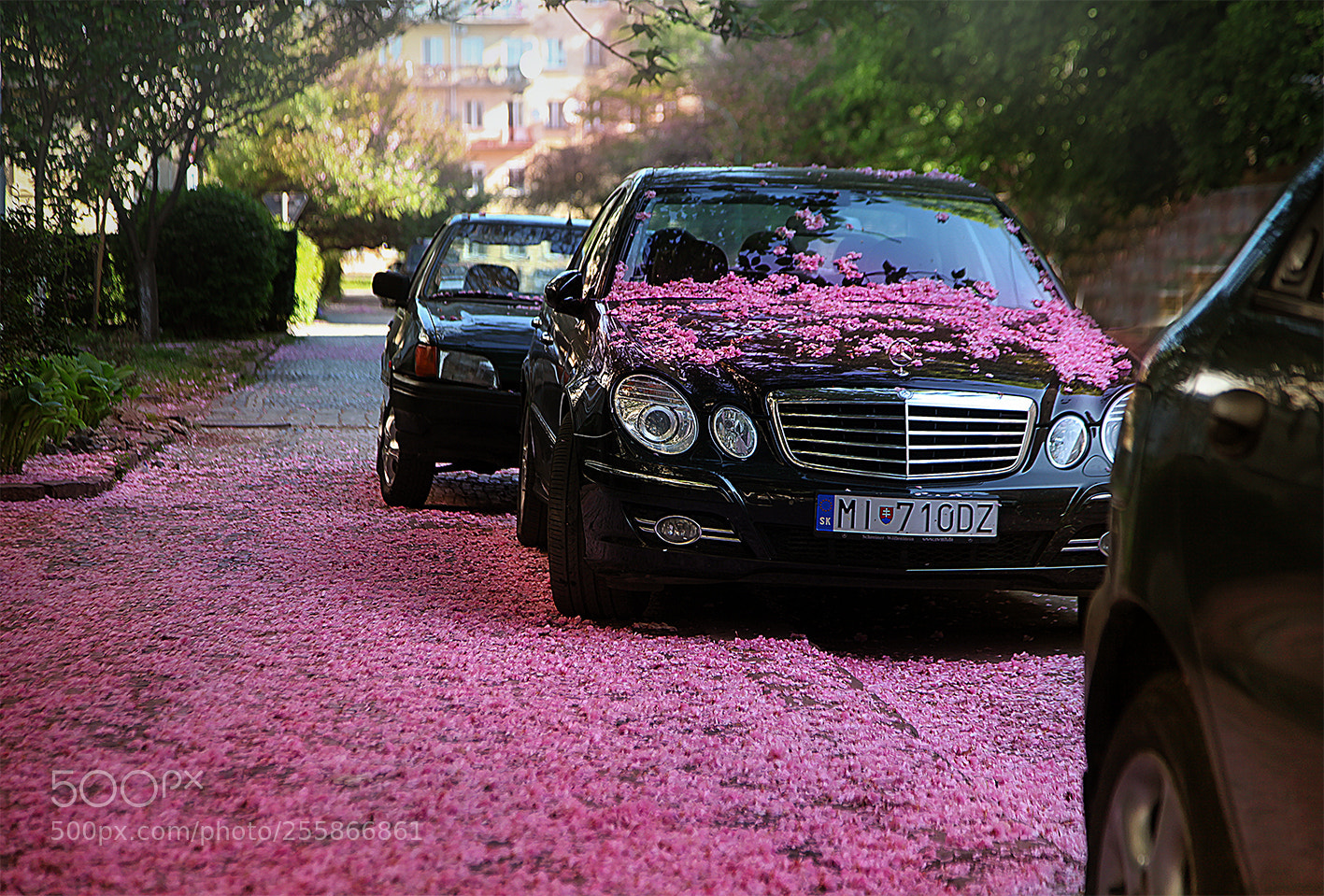 Canon EOS 5D Mark II sample photo. Sakura ballad. photography