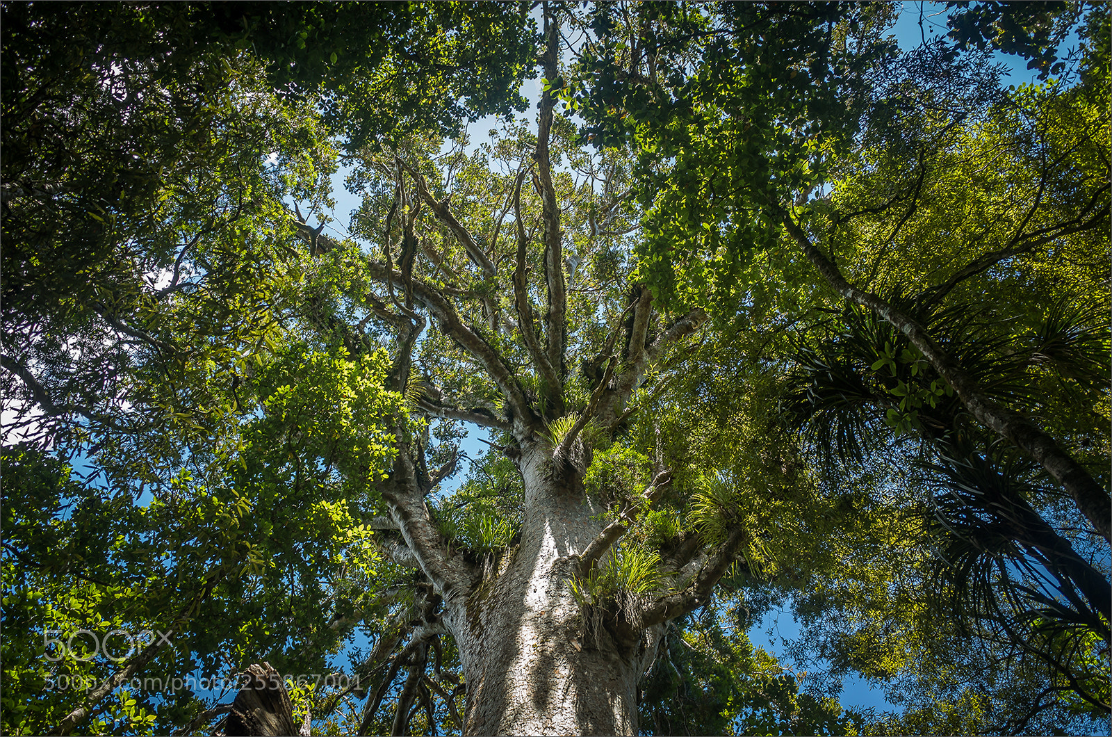 Ricoh GR sample photo. Kauri tree in the photography