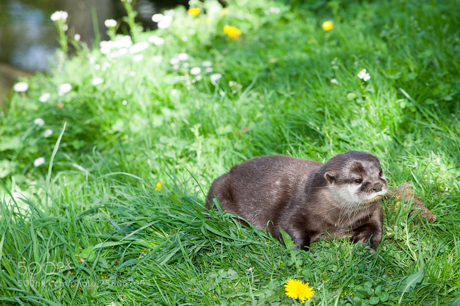 Canon EOS 5D Mark II sample photo. European otter photography