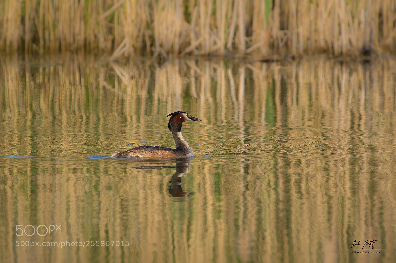 Pentax K-3 II sample photo. Grebe / haubentaucher photography