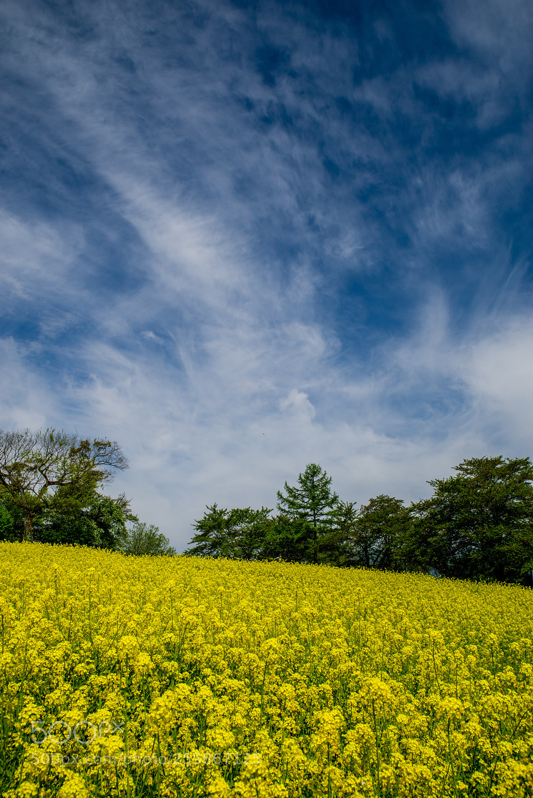 Pentax K-1 sample photo. 056 canola flowers park photography