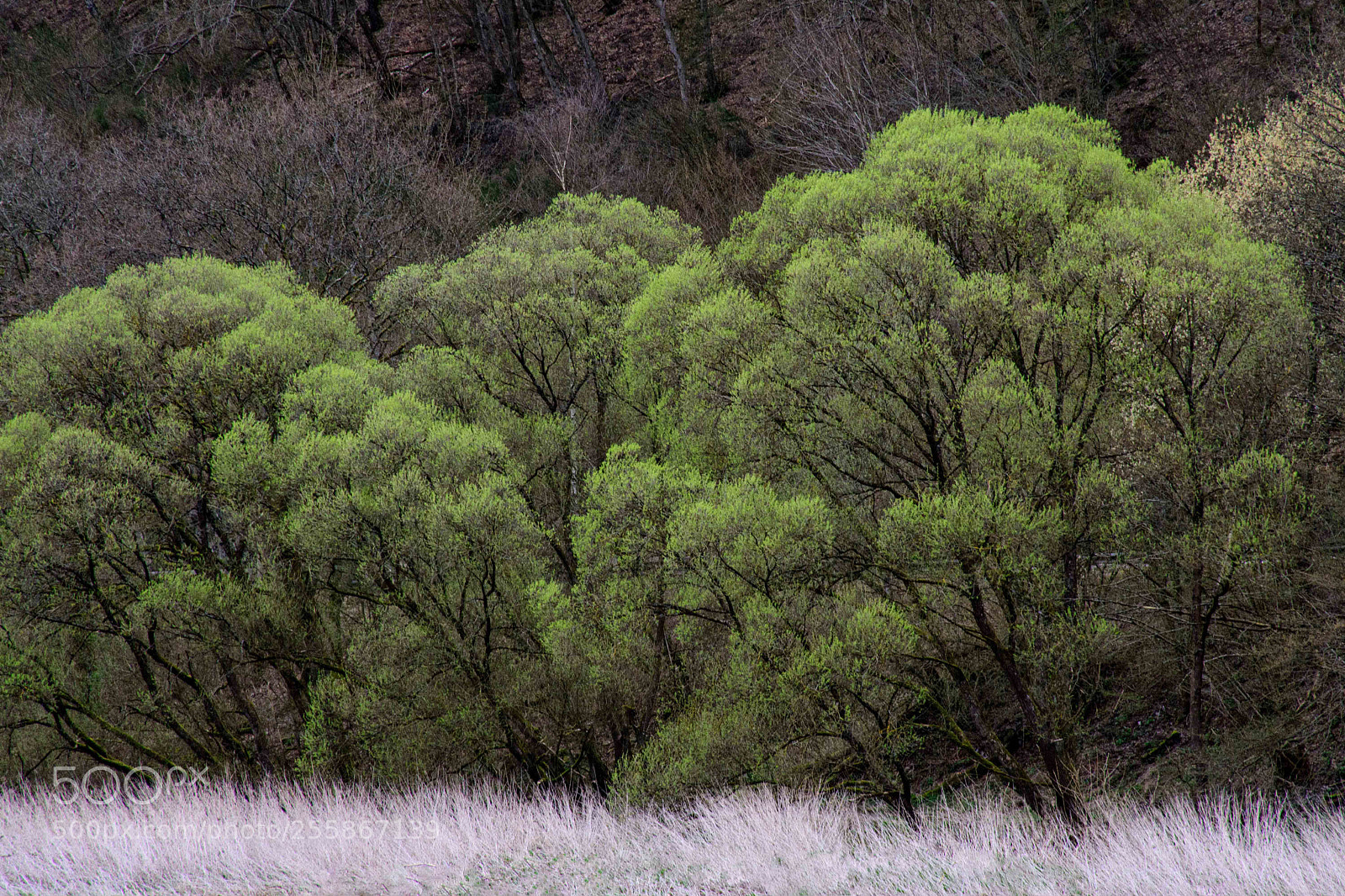 Nikon D7100 sample photo. April colours photography