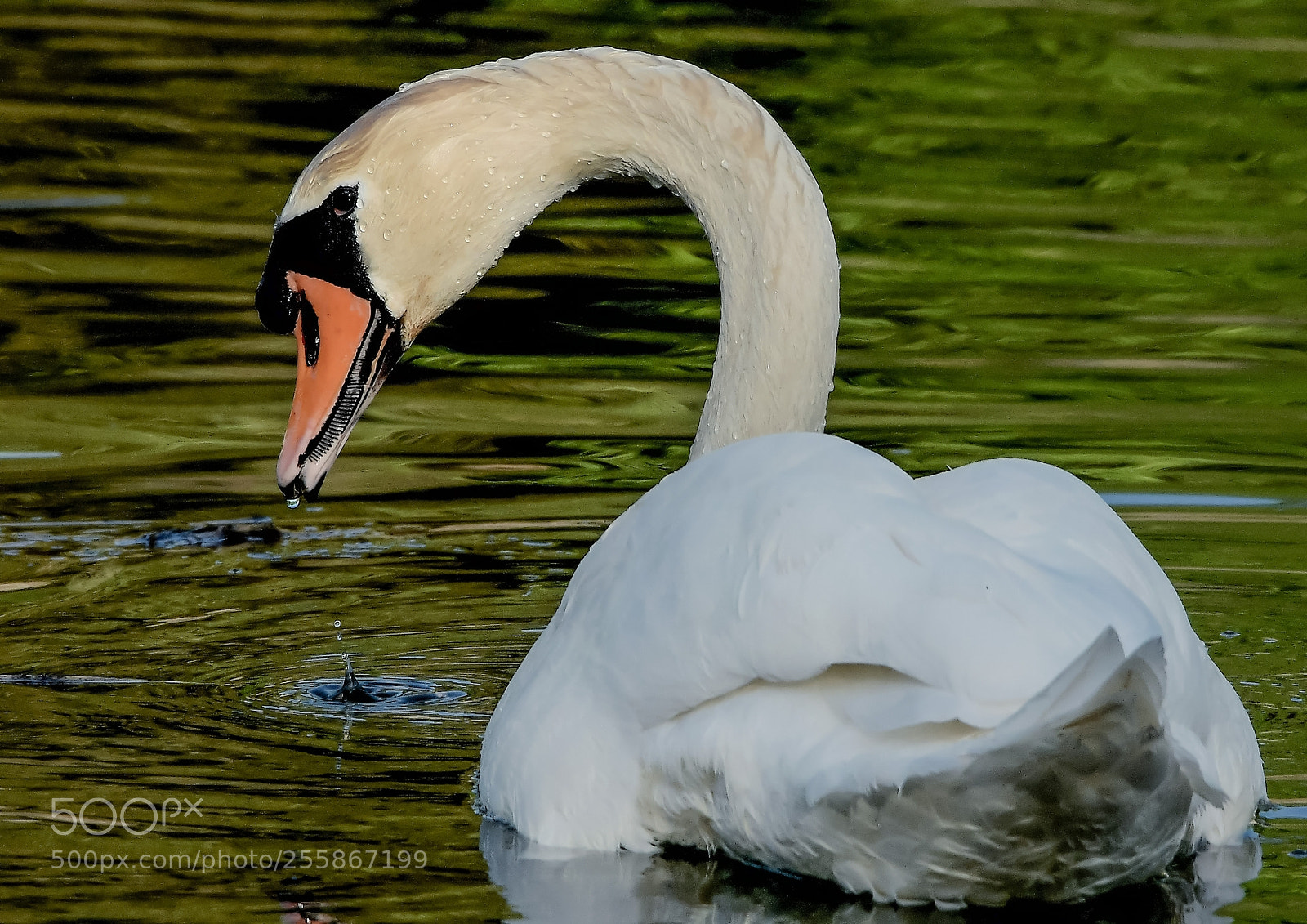 Nikon D500 sample photo. Cygne tuberculé photography