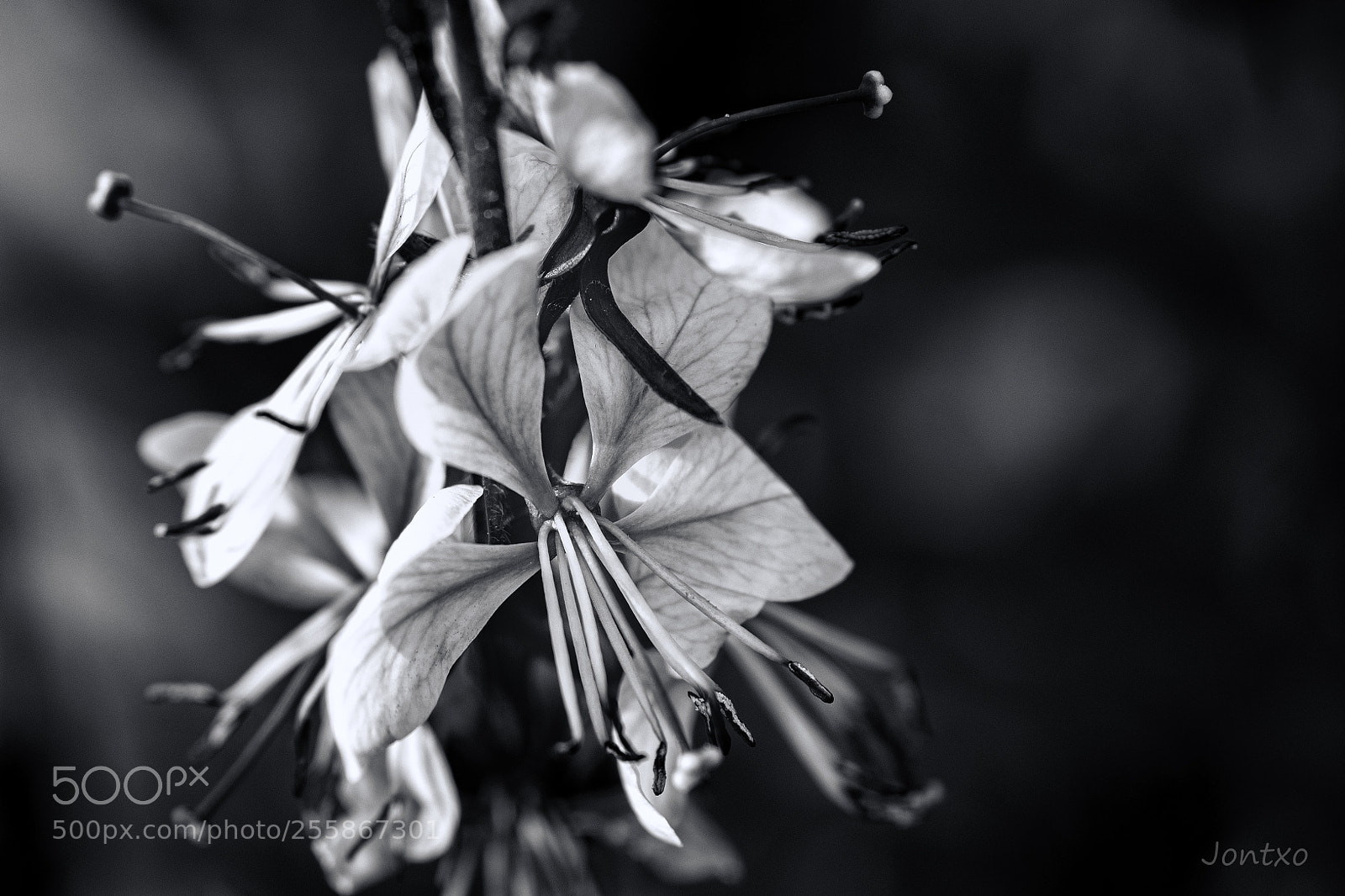 Nikon D500 sample photo. Flower in b&w photography