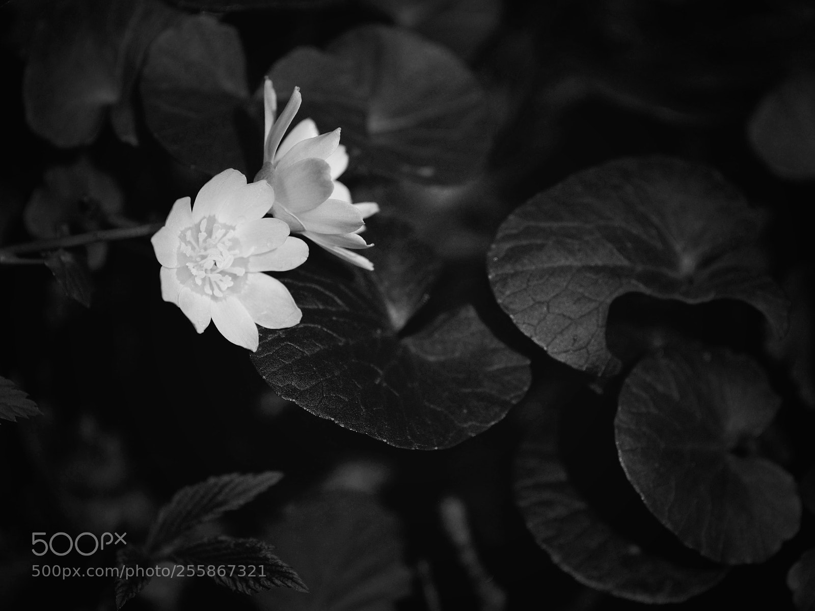 Olympus OM-D E-M10 sample photo. White flower photography