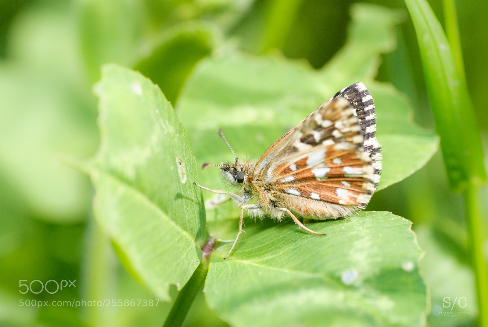 Nikon D80 sample photo. Butterfly #16 photography