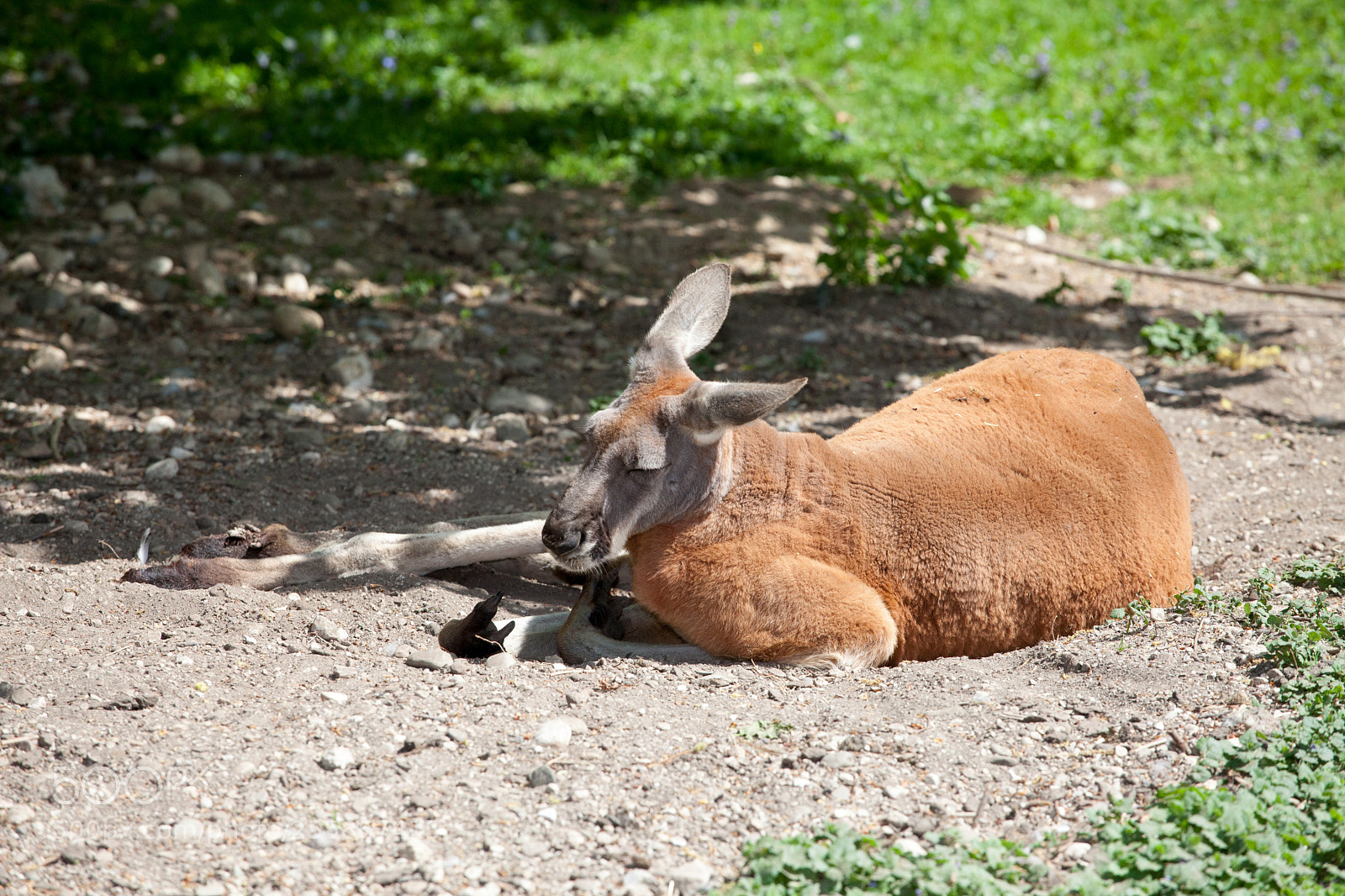 Canon EOS 5D Mark II sample photo. Kangoroo photography